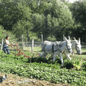 Le champ du ver luisant retrait à la ferme Cagette net