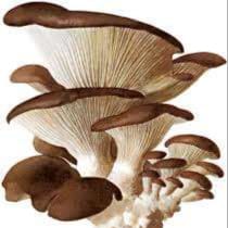 Logo de Le champignon Albussacois