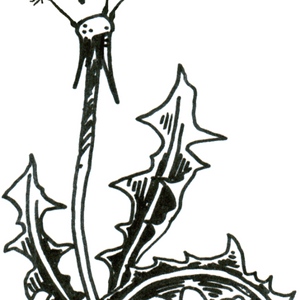 Logo de L' Envol du pissenlit