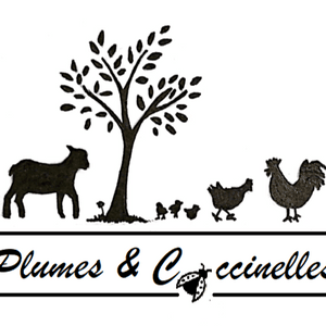 Logo de plumes et coccinelles